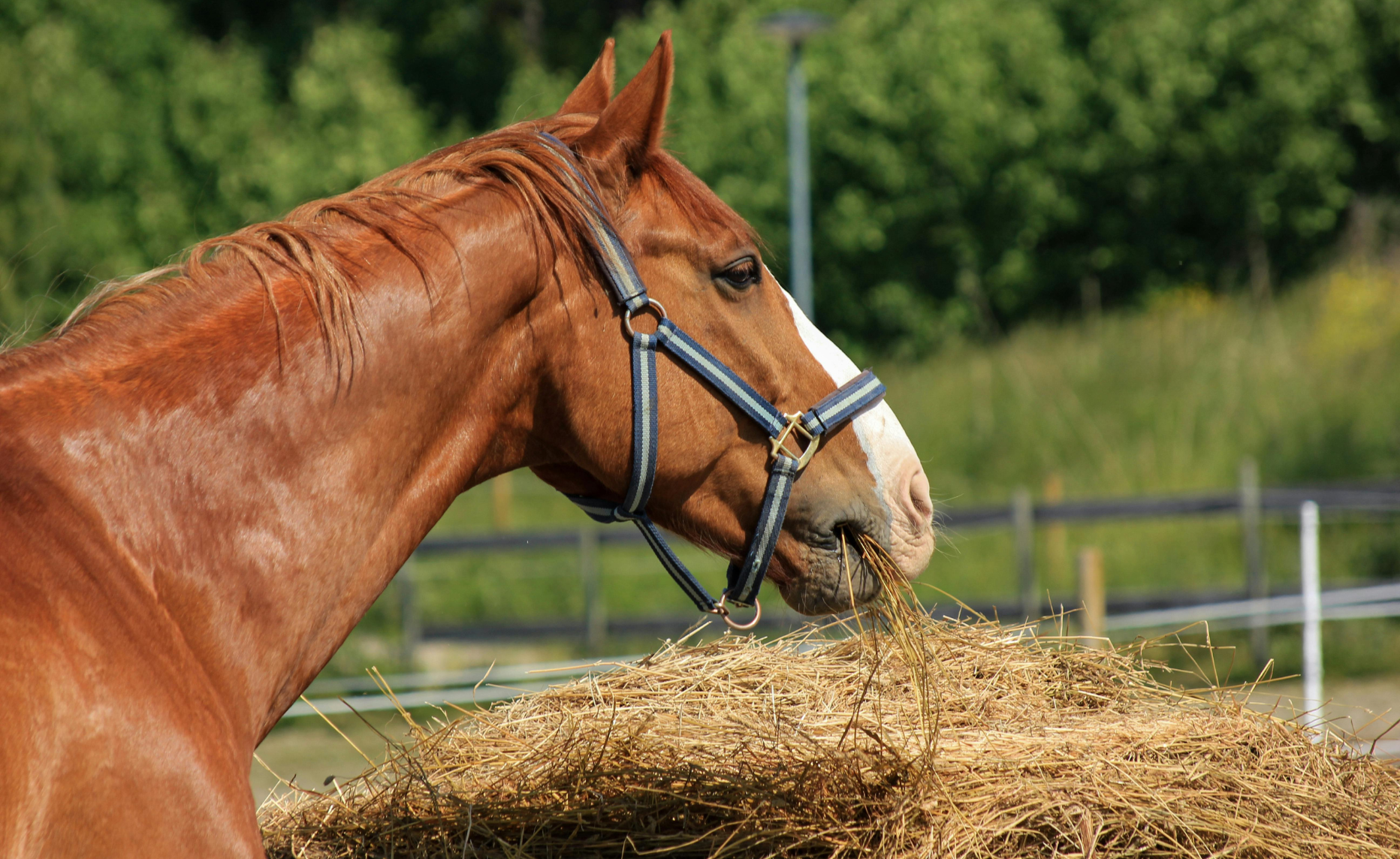 Summer Gut Stress in Horses: How to Protect Digestive Health When Temperatures Rise thumbnail image