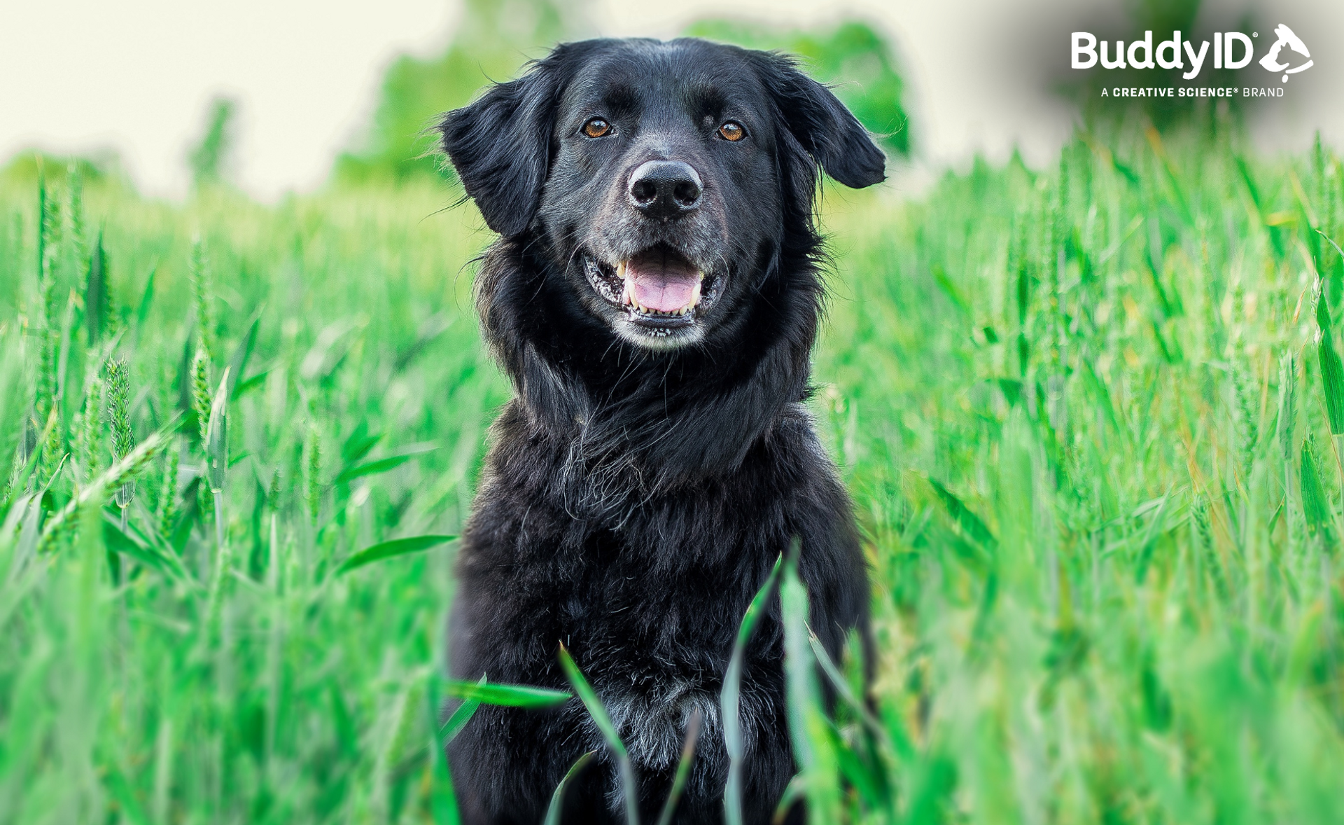 July is Lost Pet Prevention Month: Protect Your Pet with BuddyID® thumbnail image