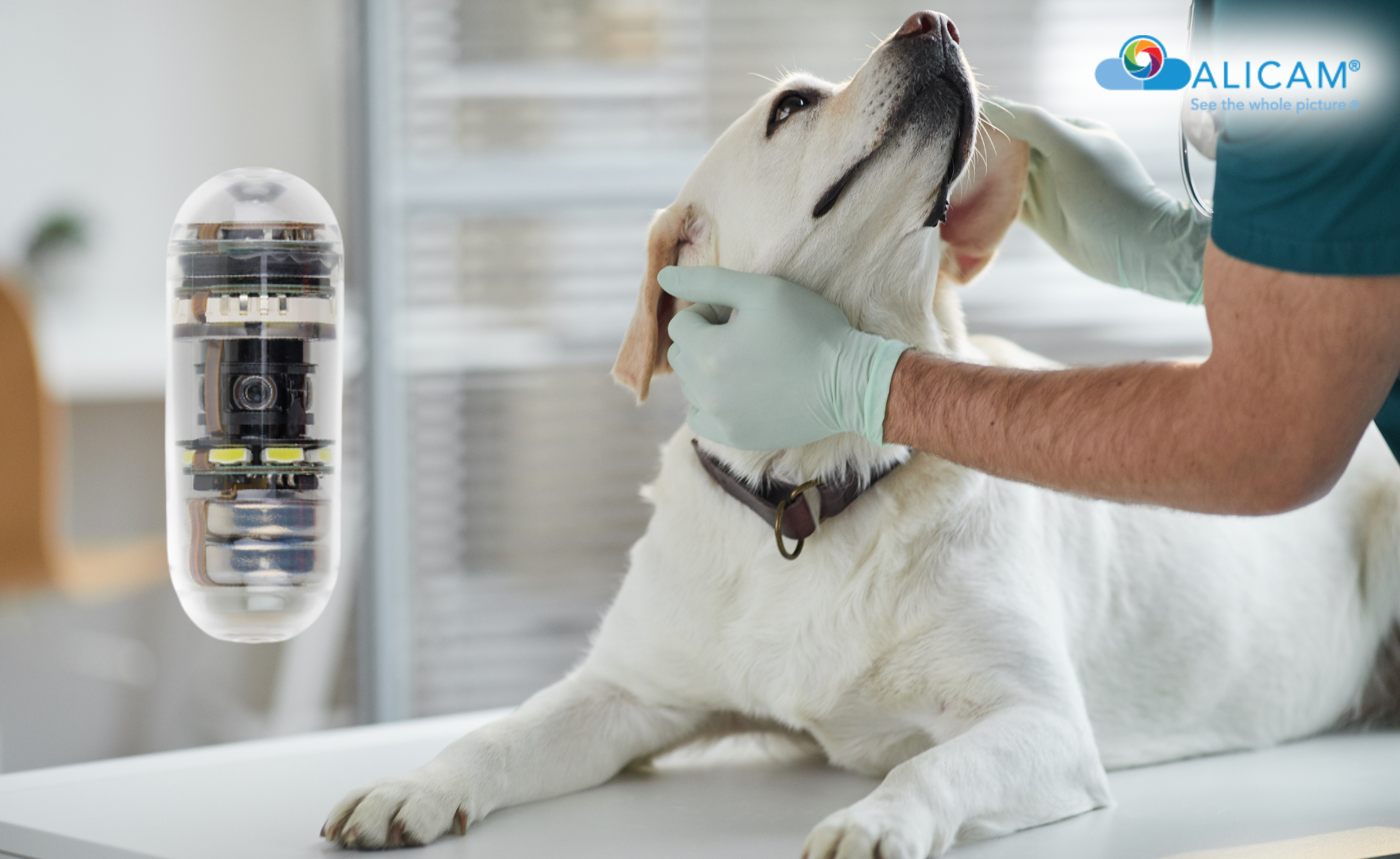 Introducing ALICAM: The Next Generation in Veterinary Imaging thumbnail image