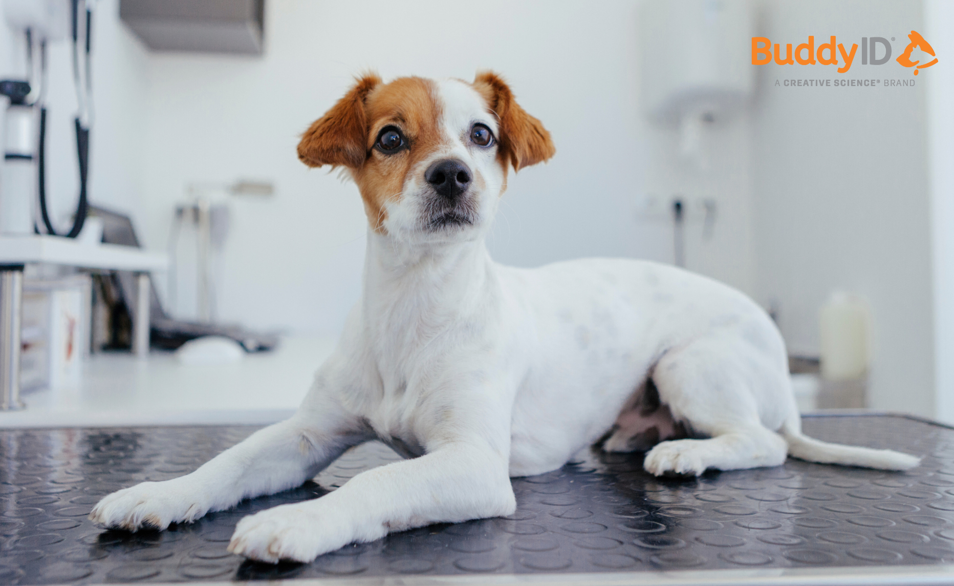 June is National Microchipping Month — And Our Best Offers Just Got Extended! thumbnail image