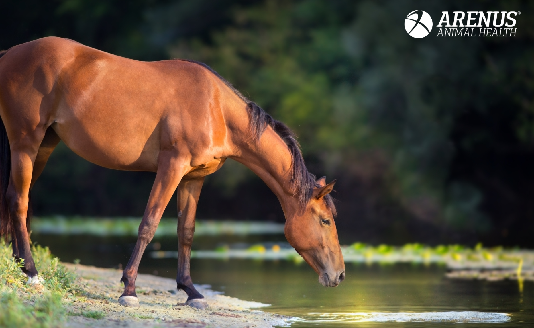 Hot Weather & Hydration: Preventing Colic in Horses Before It Starts thumbnail image