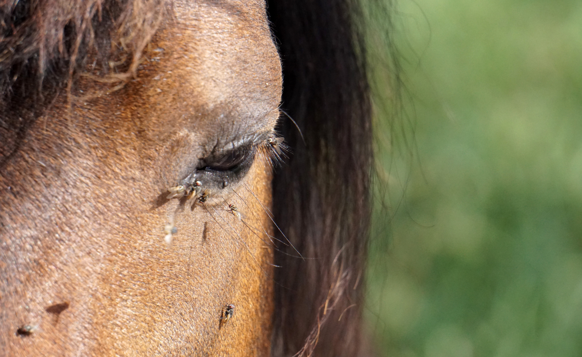 Must-Have Equine Bug Repellents for Hot Weather thumbnail image