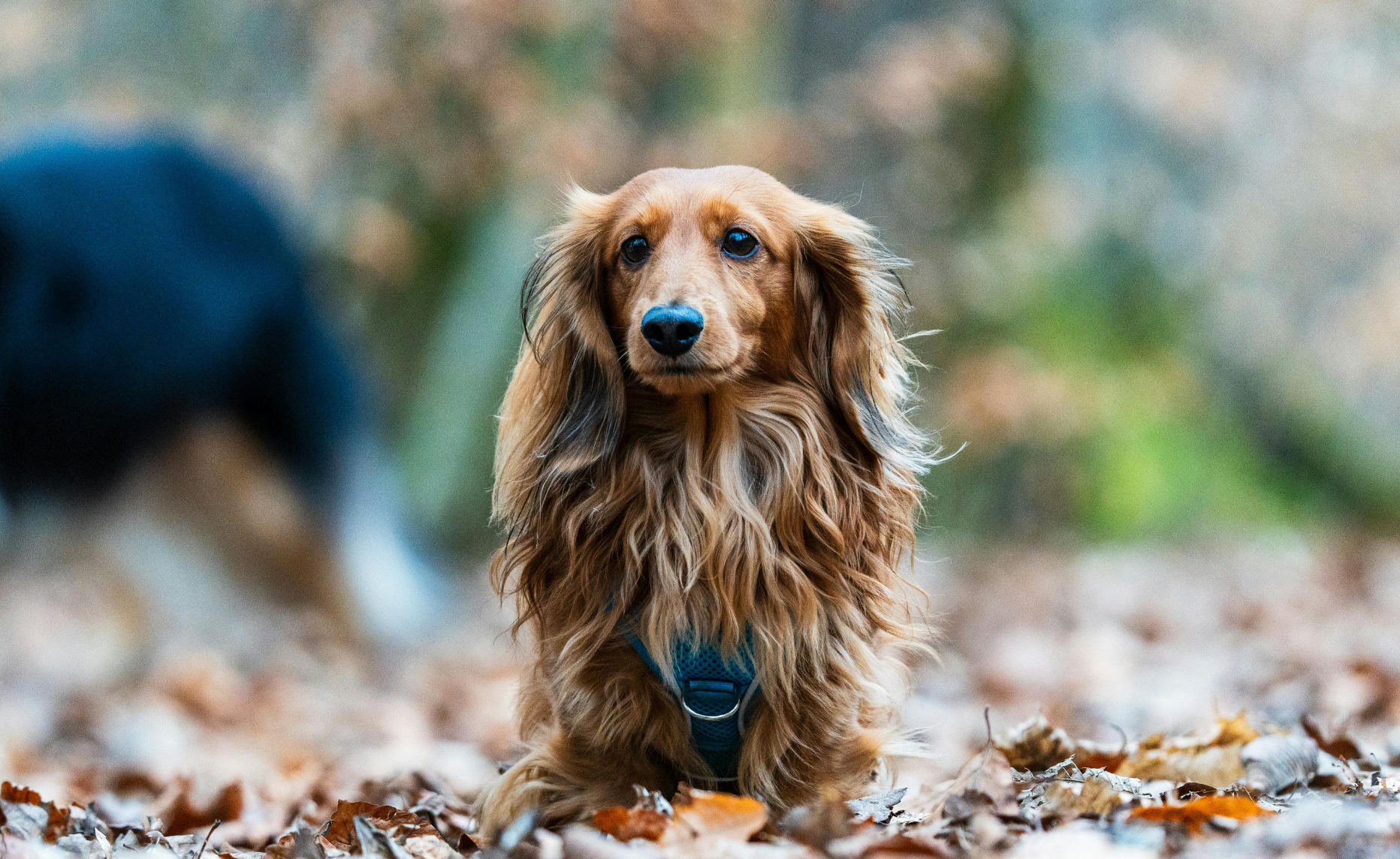 Fall Prep for Pets with Banixx™ thumbnail image