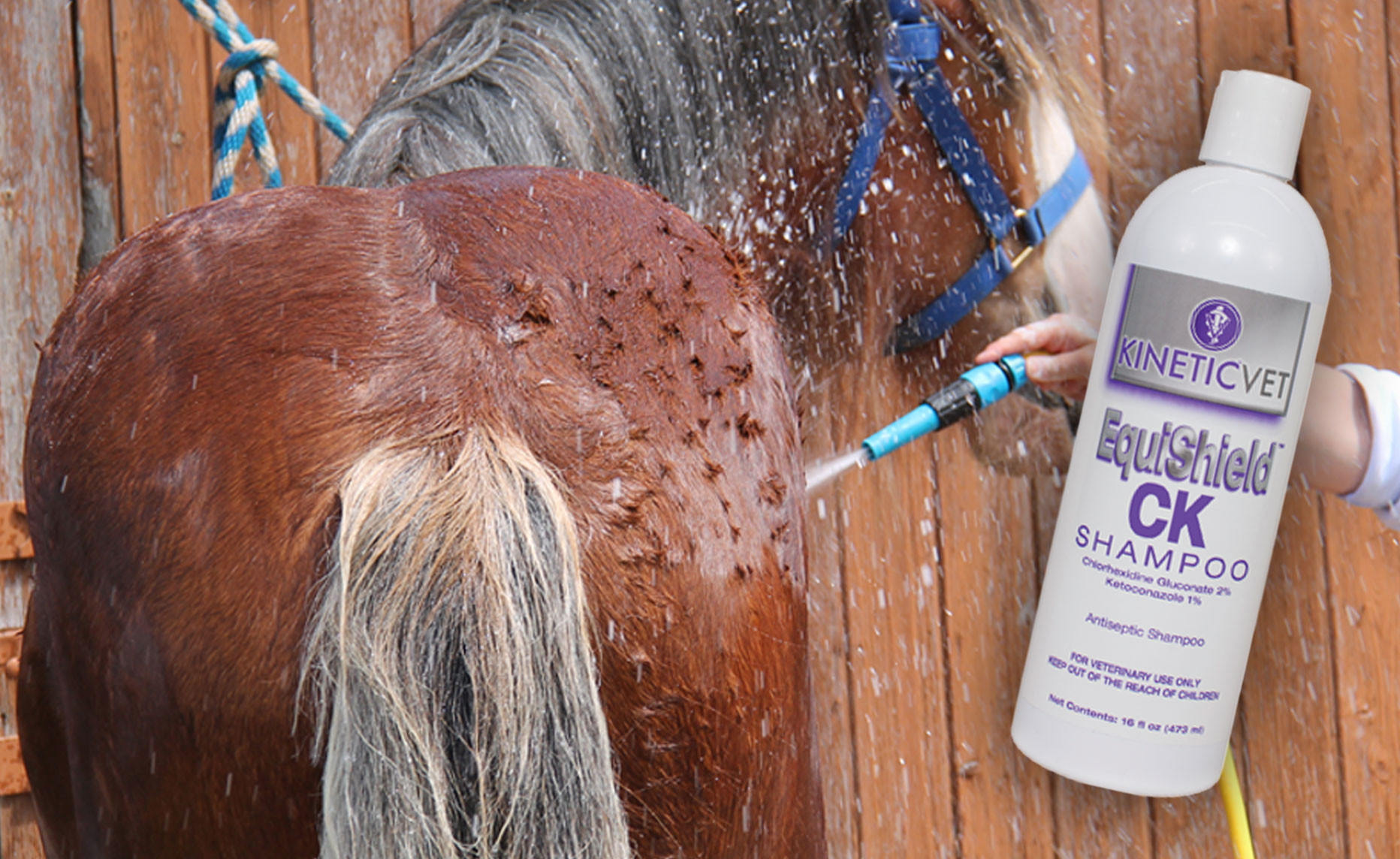 The Efficacy of Chlorhexidine and Ketoconazole in Dermatological Care thumbnail image