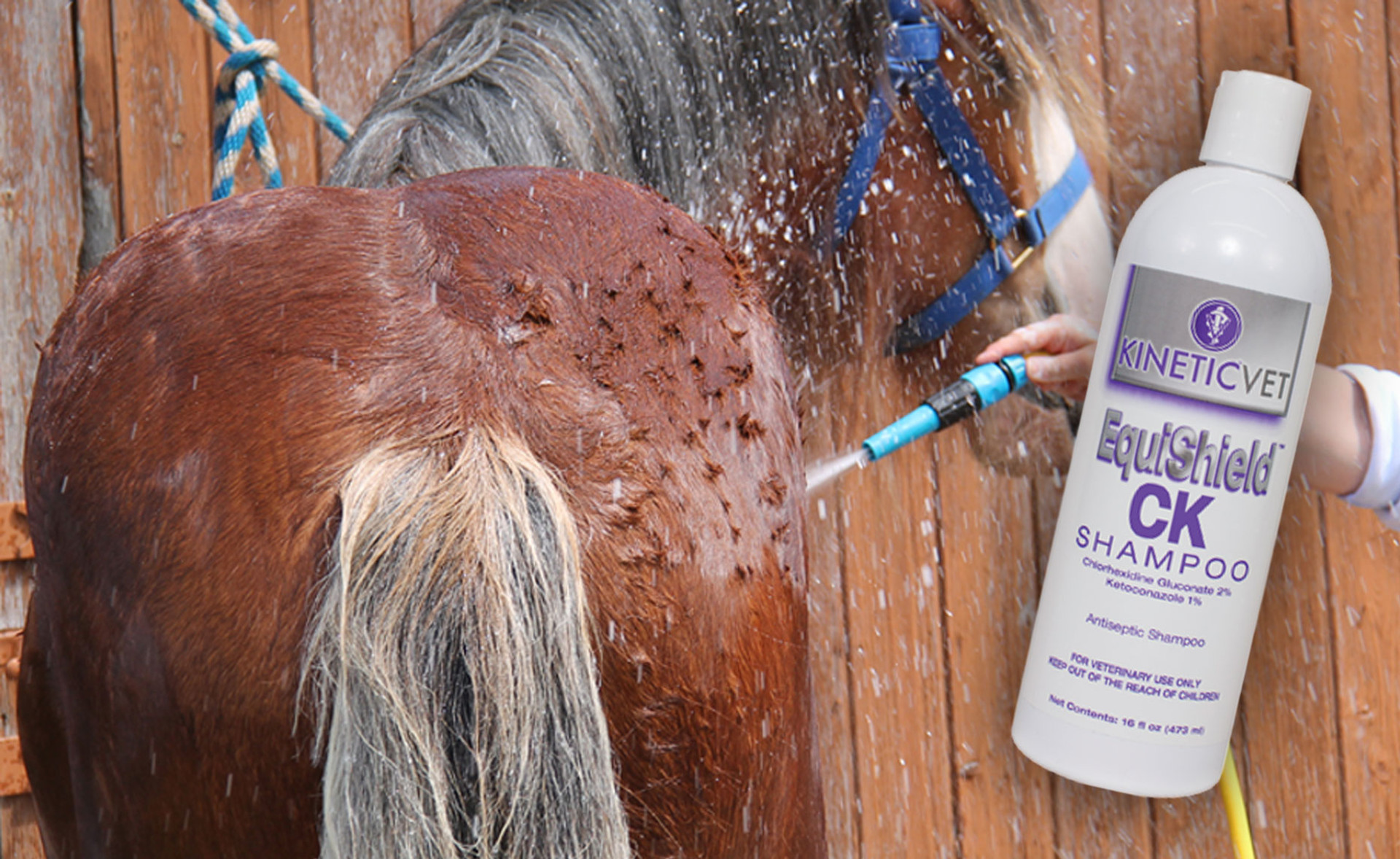 The Efficacy of Chlorhexidine and Ketoconazole in Dermatological Care thumbnail image