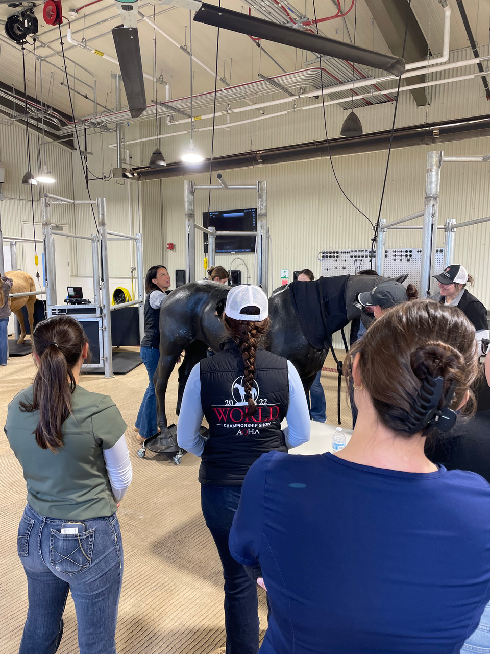 ​Empowering Future Equine Practitioners: Vet Students Gain Hands-On Mare Management Experience thumbnail image