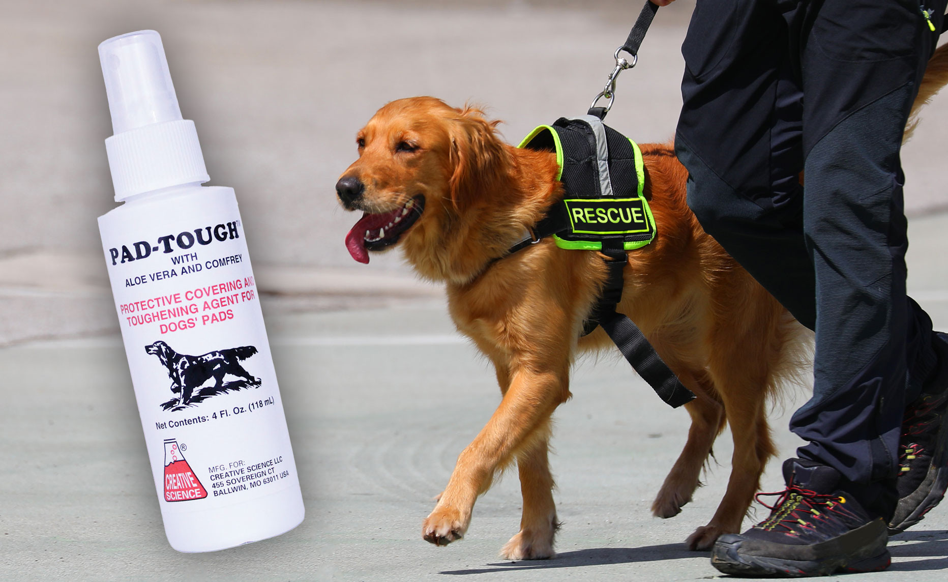 ​The Importance of Paw Care and Protection for Dogs thumbnail image