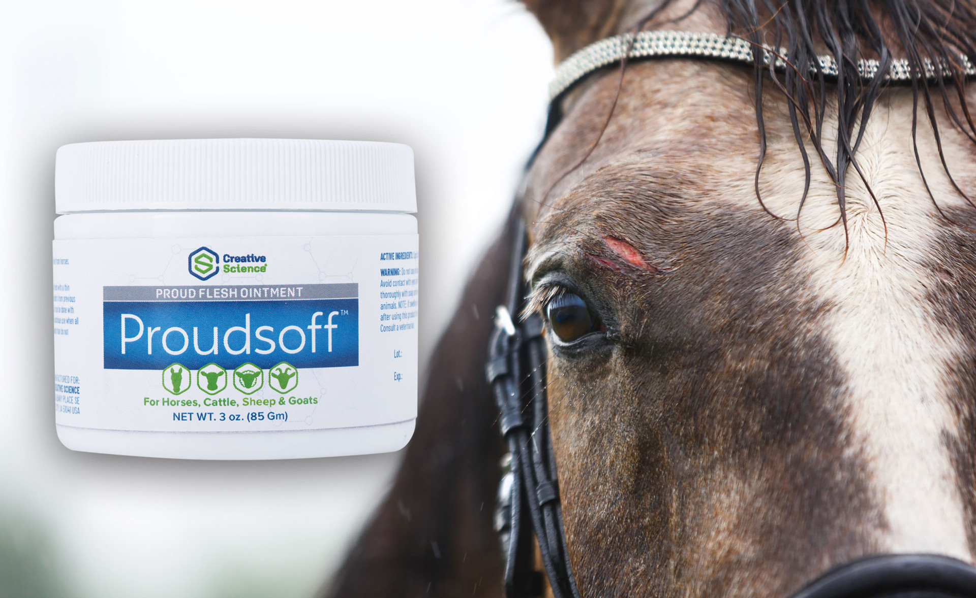 Proud Flesh in Horses: Effective Management and Healing Techniques thumbnail image