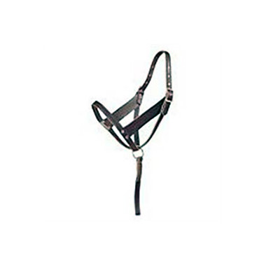 Foal Halter
