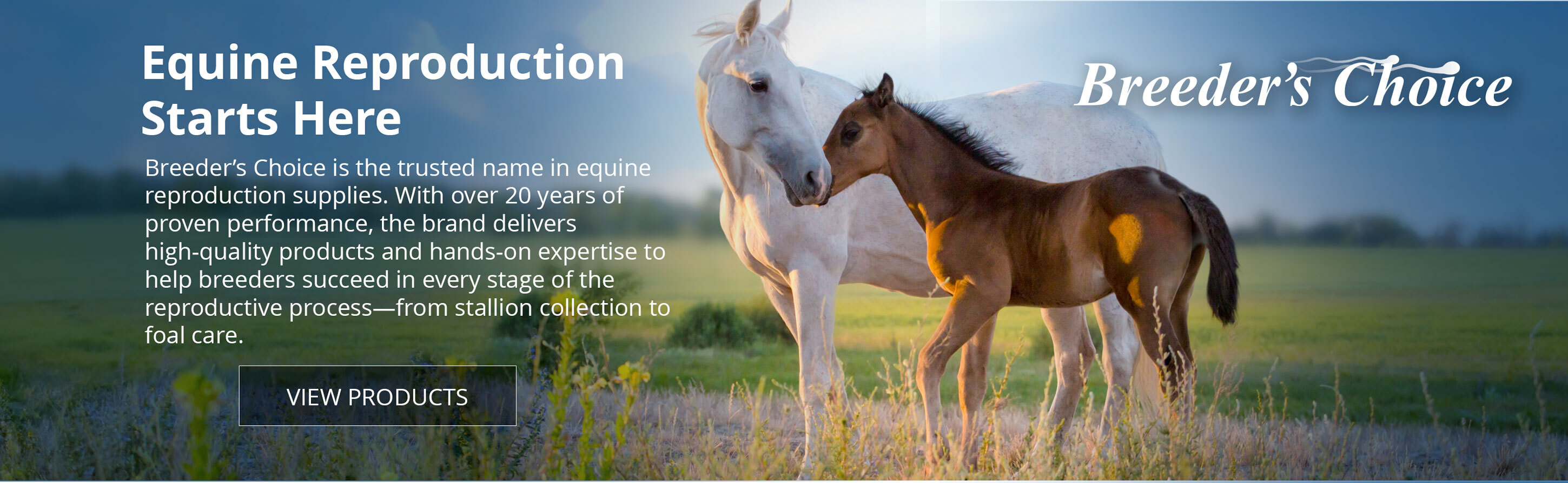 Horse and foal