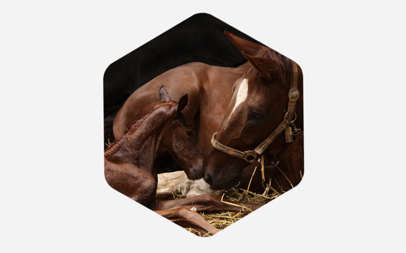 Horse and foal