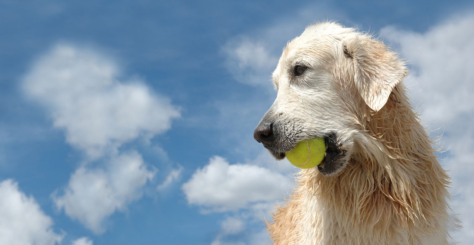 BuddyID - National pet recovery network