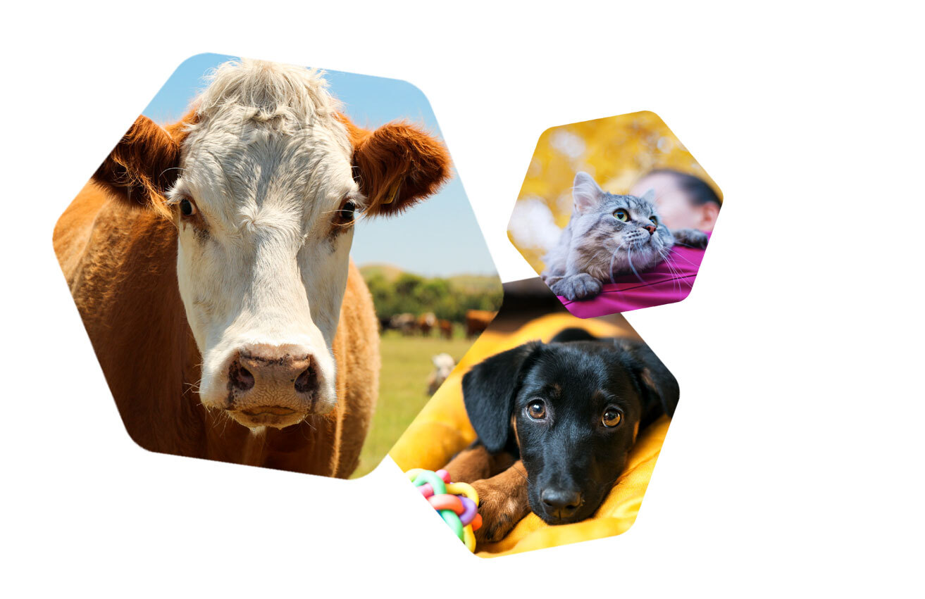 Animal pictures