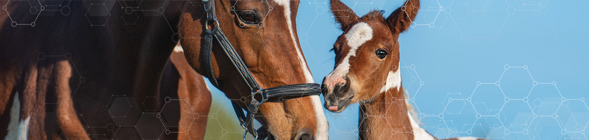 Horse and foal