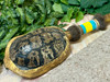 Genuine Turtle Shell Shaker