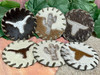 Southwestern Cowhide Coaster Set