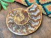 Fossilized Ammonite Chambers