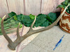 Natural Shed Elk Antler