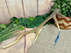 Southwestern Antler