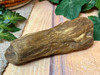 Petrified Wood Fossil
