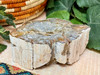 Petrified Wood Stone