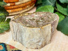 Petrified Wood Stone