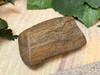 Ancient Petrified Wood Stone