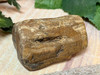 Petrified Wood Fossil