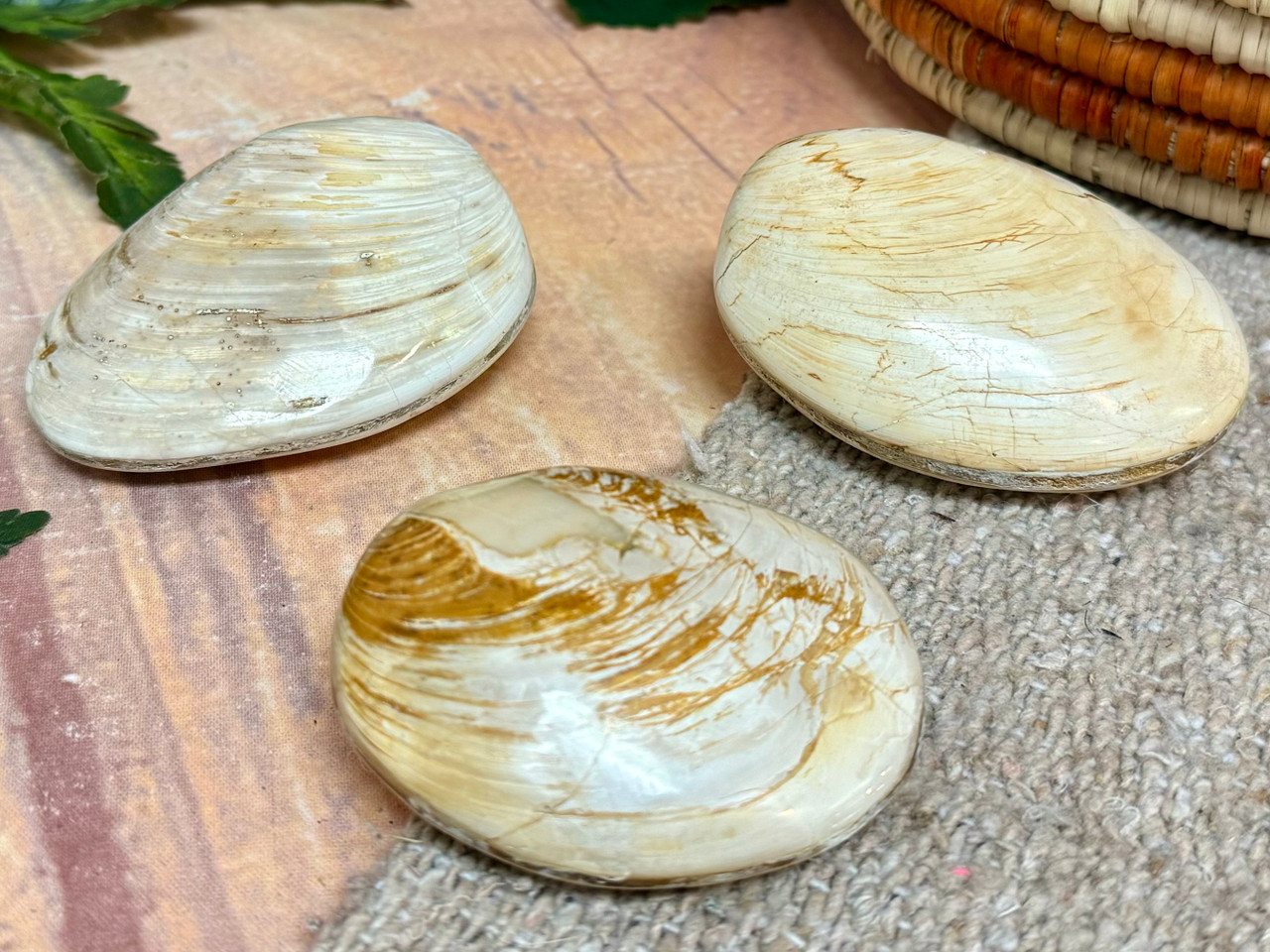 貝殻 Assorted Madagascar Fossil Clam Shells (200bc2355)