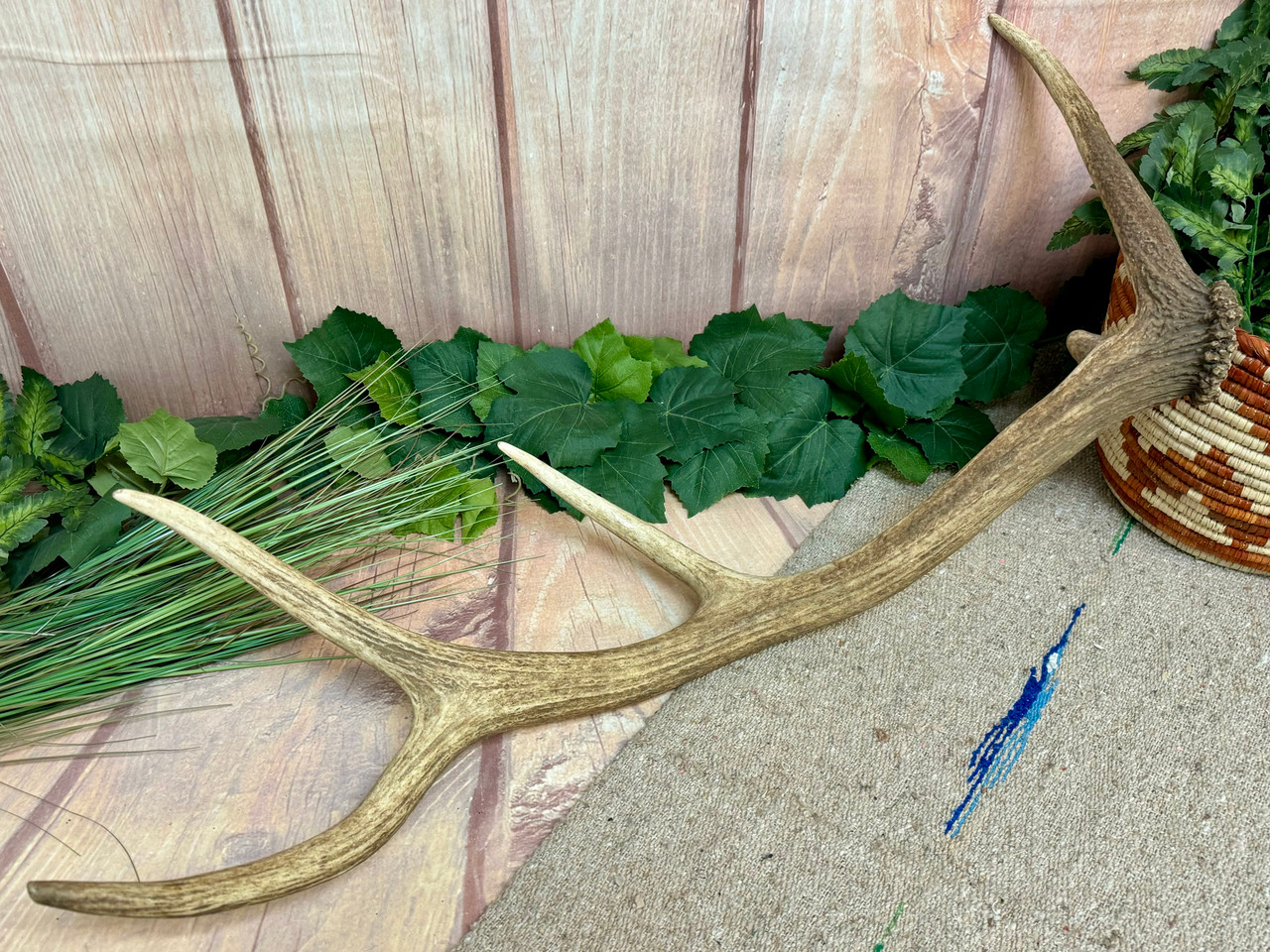 One-of-a-Kind Natural Shed Elk Antler 32