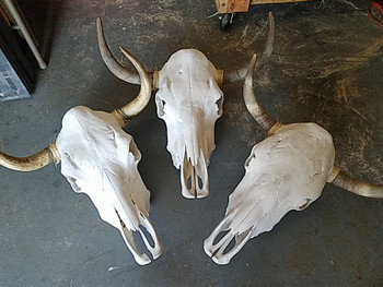 White Natural Steer Skulls -Bulk Listing (87bc25)