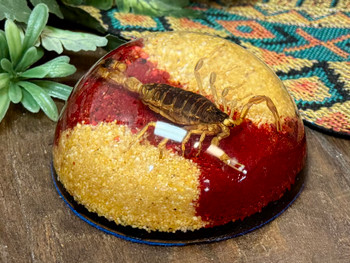 Dome Scorpion Paperweight -Large