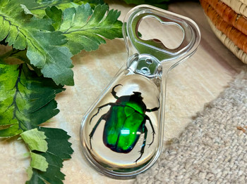 Chafer Bettle Bottle Opener Chafer Bettle Bottle Opener