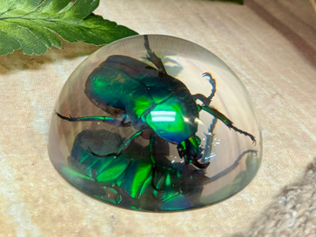 Real Chafer Beetle Paperweight Real Chafer Beetle Paperweight