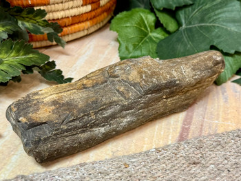 Petrified Wood Fossil
