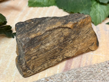 Petrified Wood Fossil