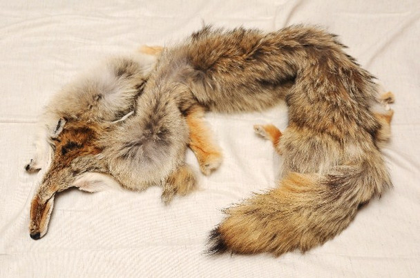 coyote pelts for sale