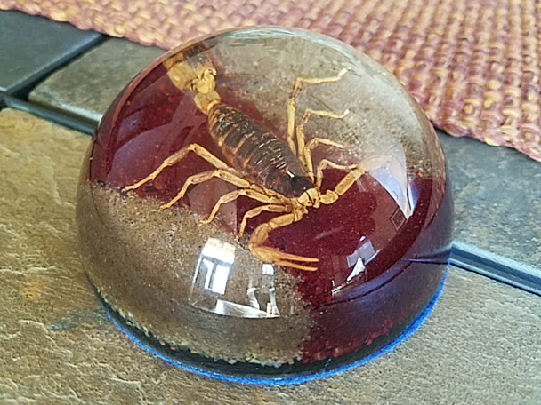 Dome Scorpion Paperweight -Large