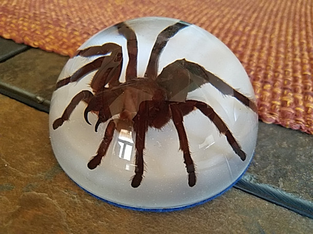 Tarantula Paperweight Dome