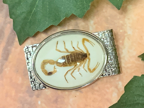 Real Scorpion Money Clip