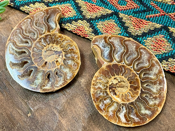 Ancient Ammonite Shell