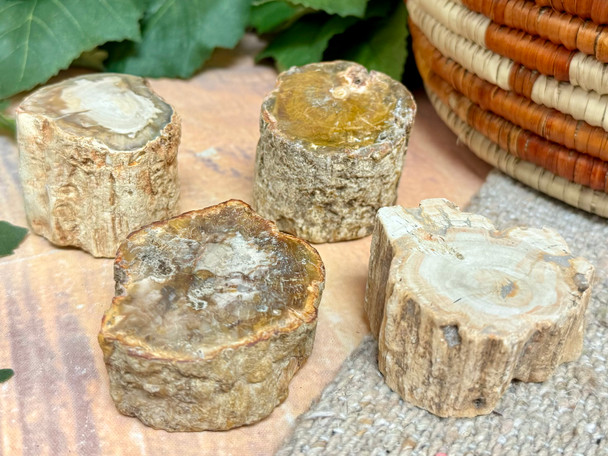 Assorted Petrified Wood Stones