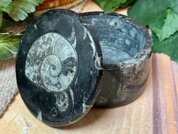 Orthoceras Jewelry Box -Black