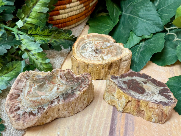 Assorted Petrified Wood Stones