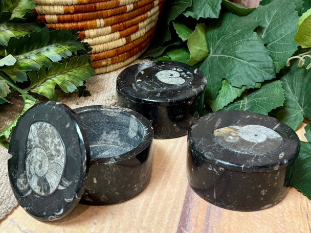 Assorted Orthoceras Jewelry Box