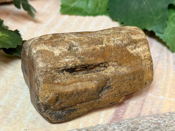 Petrified Wood Fossil
