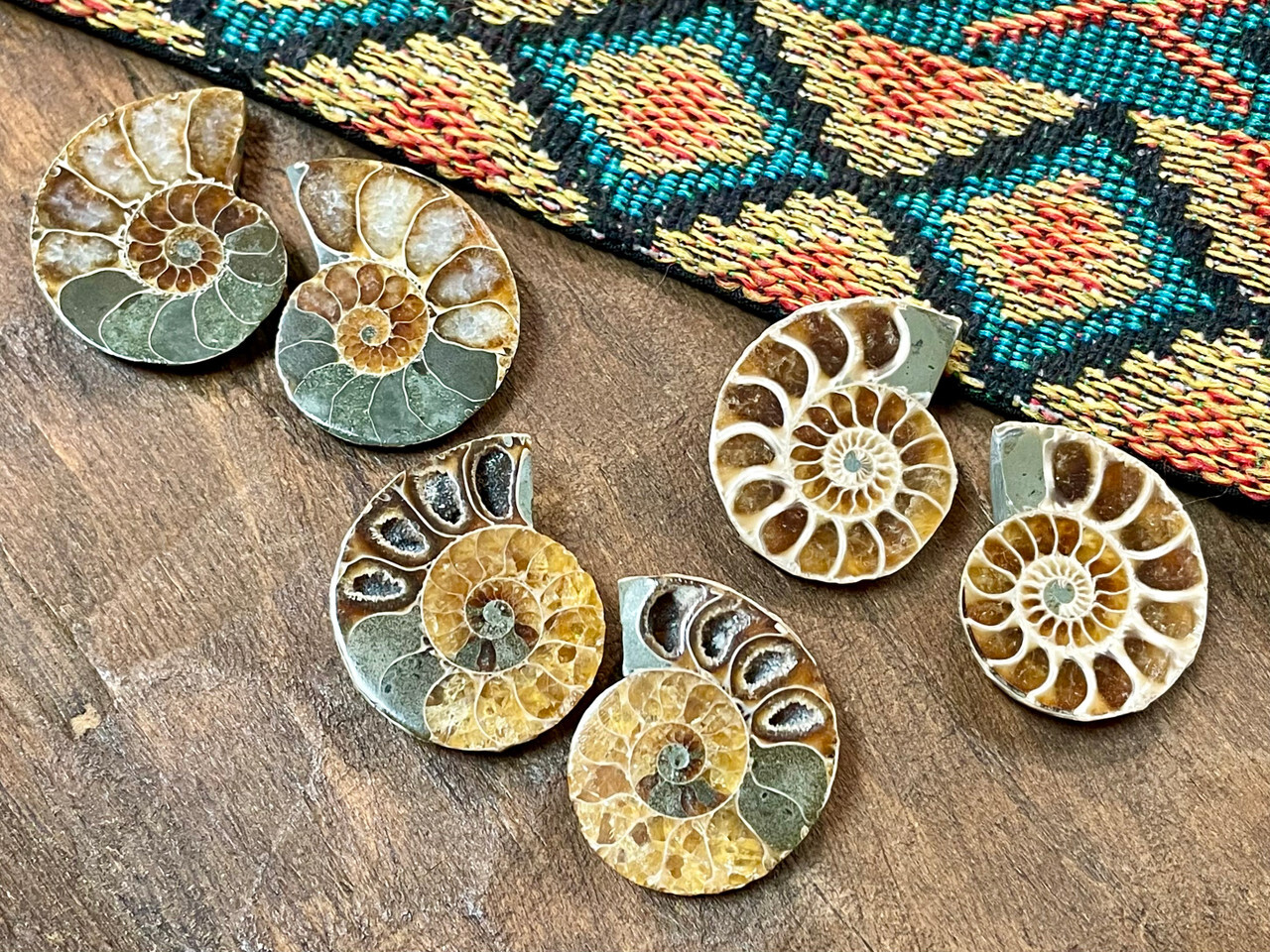 ammonite fossils