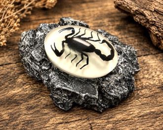 Black Scorpion Magnet (186gm91ws) - Mission Del Rey Southwest LLC