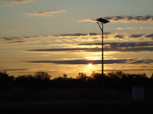  Bird nest on tree top Northern  Australia