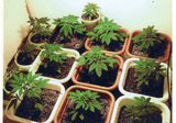 Cannabis Cultivation- a Quick Run Through